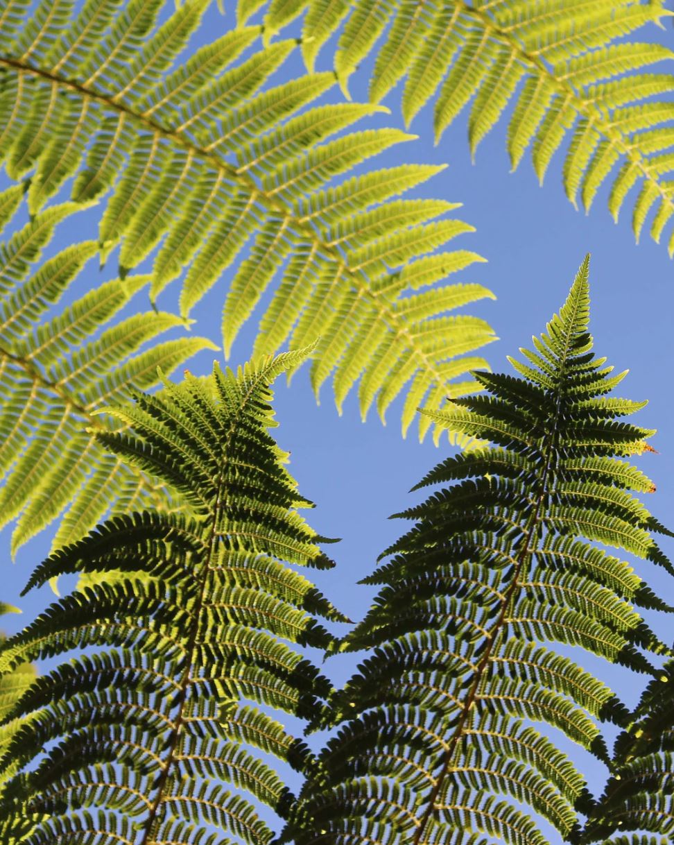 RA Bondi 2 Giant Fern Reed Diffuser