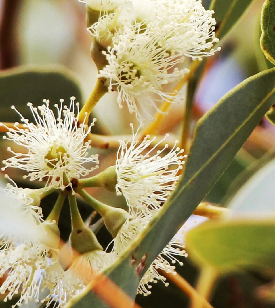 RA Bondi 2 Giant Fern Reed Diffuser