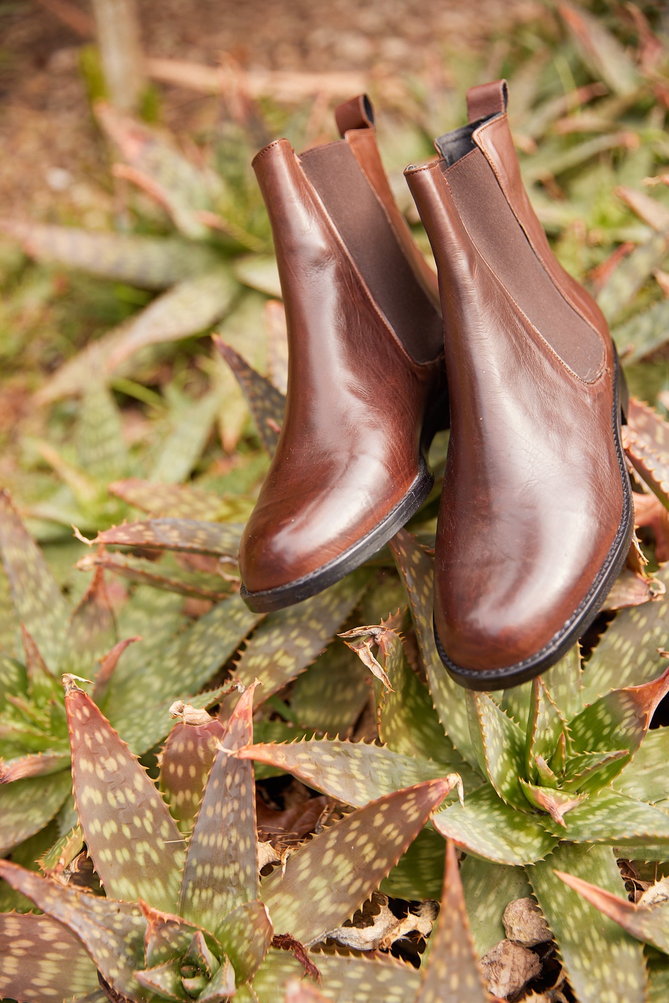 Balmoral twin gusset boot Chocolate