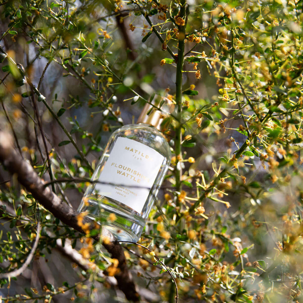 Flourishing Wattle