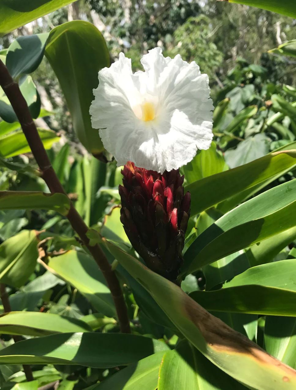 RA Hamilton Island Candle